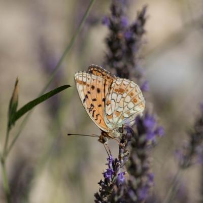 Le Tabac d'Espagne (Argynnis paphia)