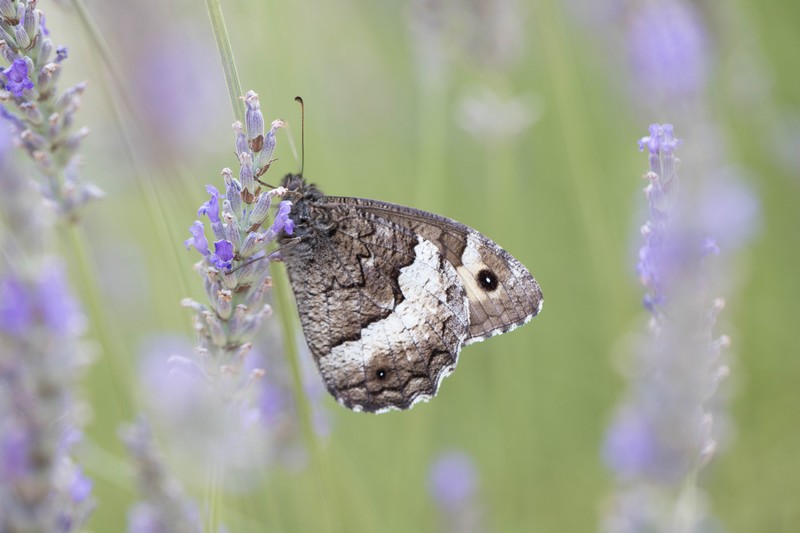 Silène (Brintesia circe)