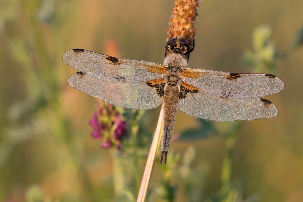 Libellule à 4 tâches dans la rosée du matin (libellula quadrimaculata)