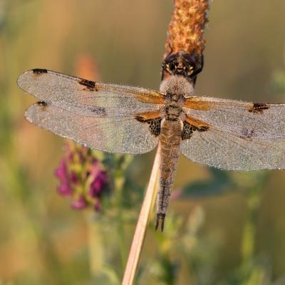 Libellule à 4 tâches dans la rosée du matin (libellula quadrimaculata)