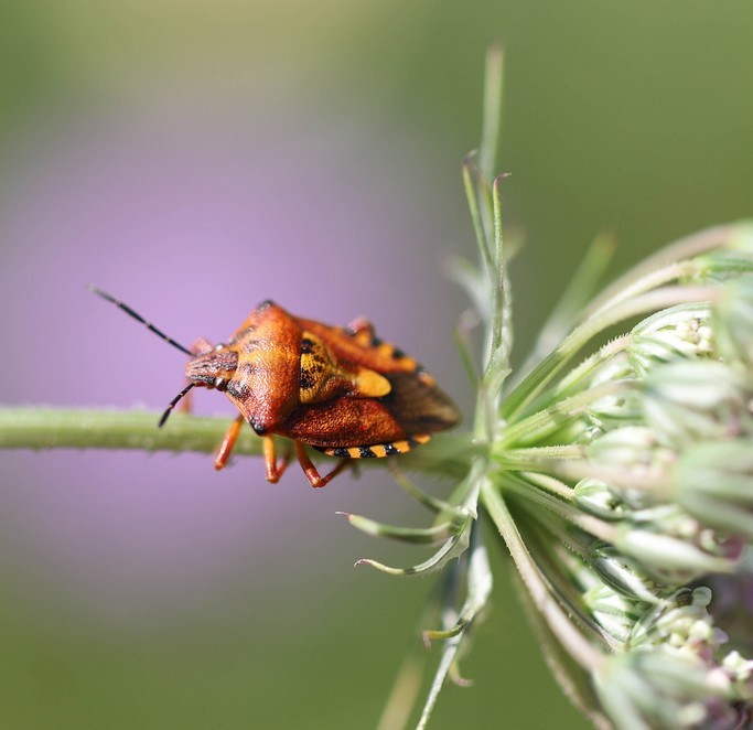 Carpocoris purpureipennis