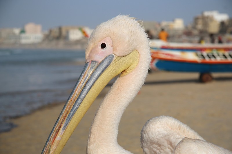  Sénégal