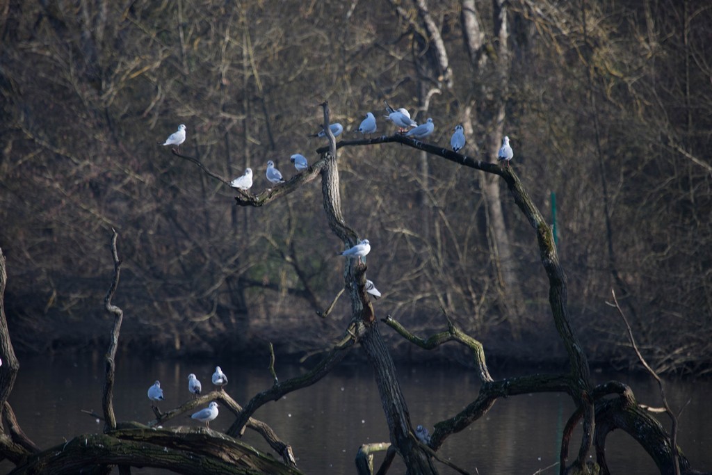  Mouette rieuse (larus ridibundus)