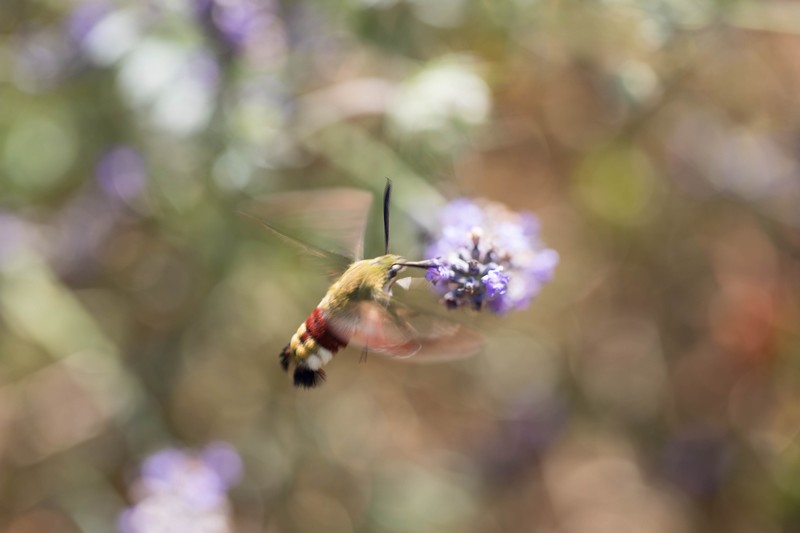 Le  Moro-sphinx   ( Hemaris fuciformis )