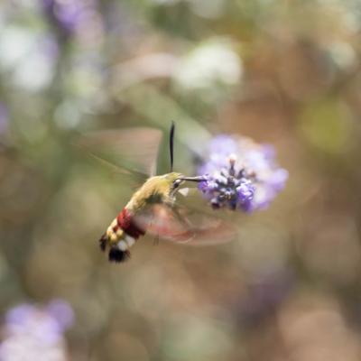 Le  Moro-sphinx   ( Hemaris fuciformis )