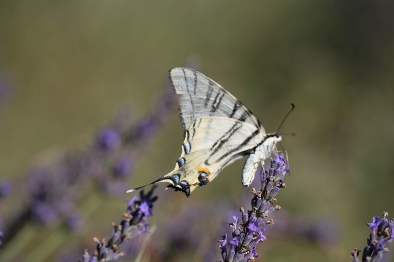 Le Flambé (Iphiclides podalirius podalirius)