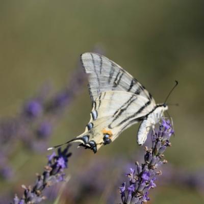 Le Flambé (Iphiclides podalirius podalirius)