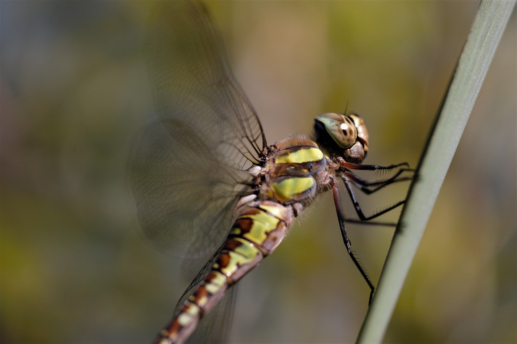 Libellule (Anisoptera)