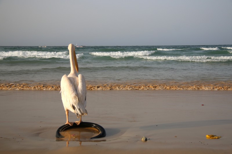  sénégal