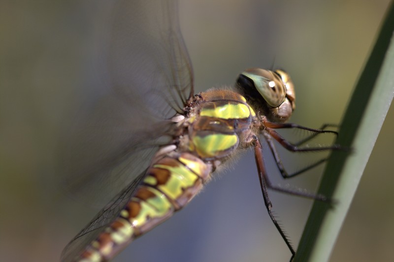 Libellule (Anisoptera)