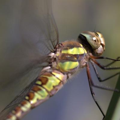 Libellule (Anisoptera)