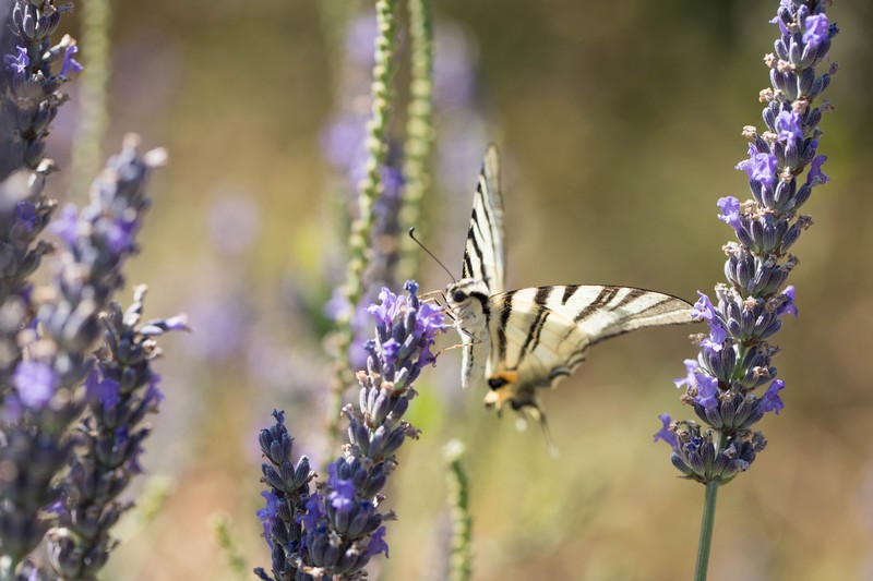 Le Flambé ( Iphiclides podalirius podalirius)