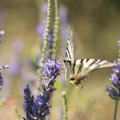 Le Flambé ( Iphiclides podalirius podalirius)