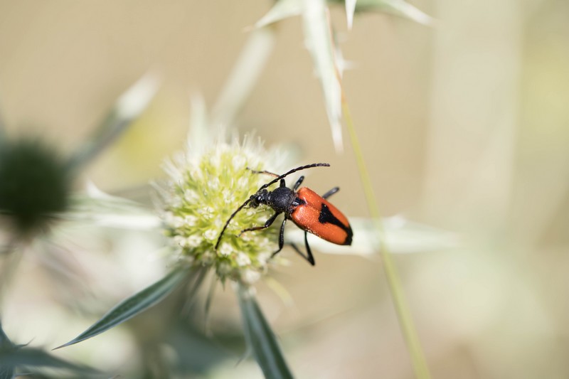 Lepture porte-coeur  ( Stictoleptura cordigeda)