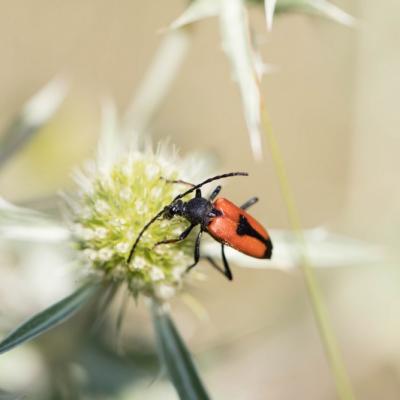 Lepture porte-coeur  ( Stictoleptura cordigeda)