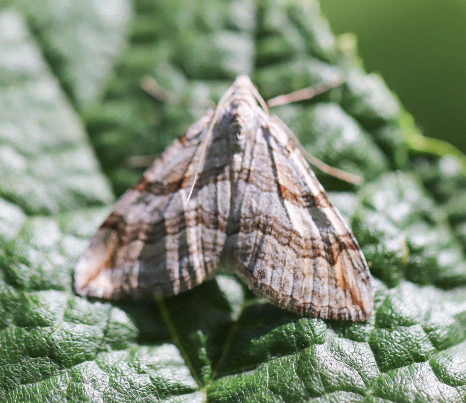   La triple raie (aplocera plagiata) 