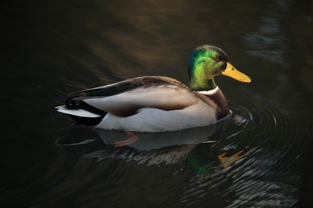   Canard Colvert ( Anas platyrhynchos)