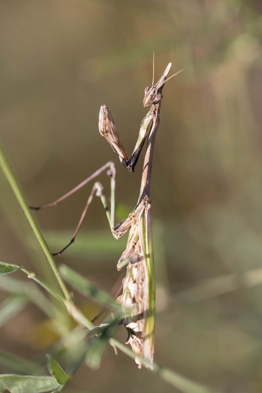 Empuse pénnée (Empusa pennata)