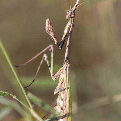 Empuse pénnée (Empusa pennata)