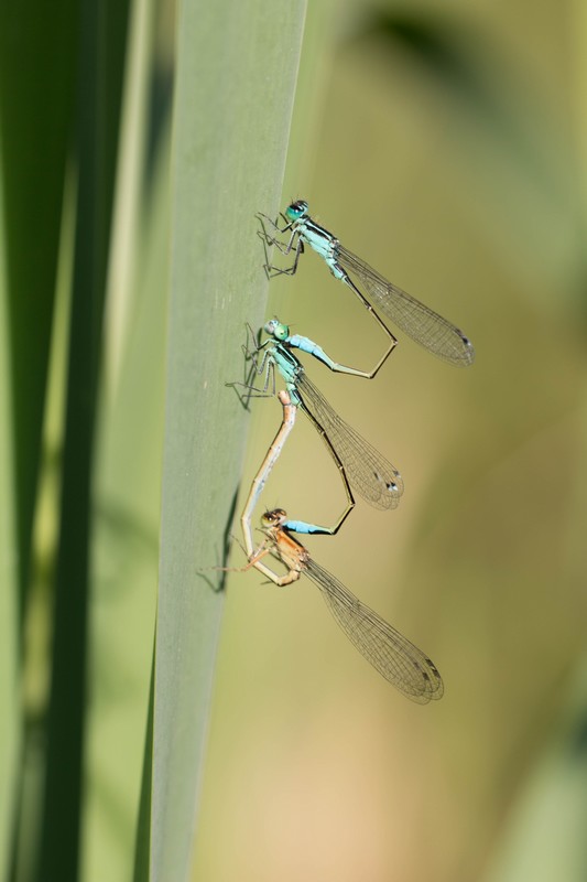 Demoiselle (Zygoptera)