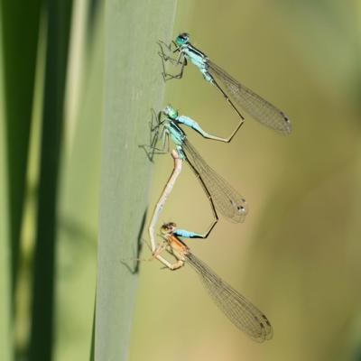 Demoiselle (Zygoptera)