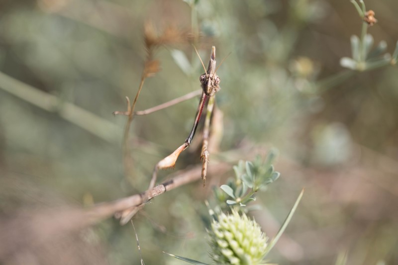 Empuse commune (Empusa pennata)