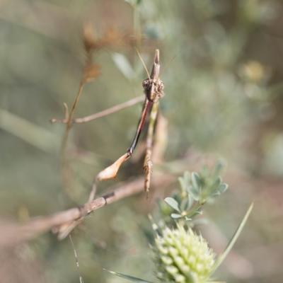 Empuse commune (Empusa pennata)