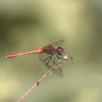 Libellule (Anisoptera)