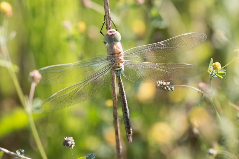 Libellule (Anisoptera)