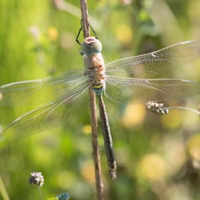 Libellule (Anisoptera)