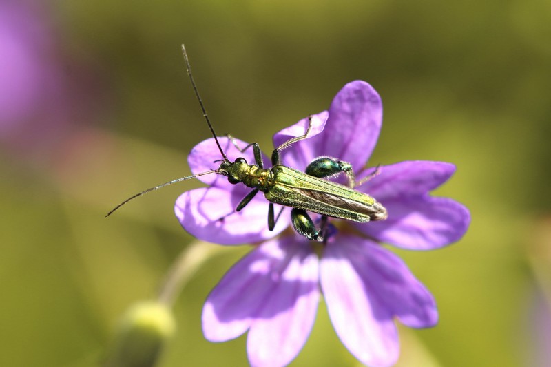 Oedémère noble (Oedemera nobilis)