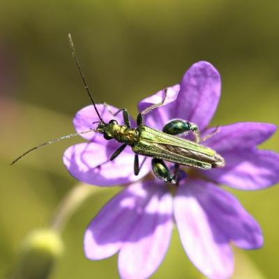 Oedémère noble (Oedemera nobilis)