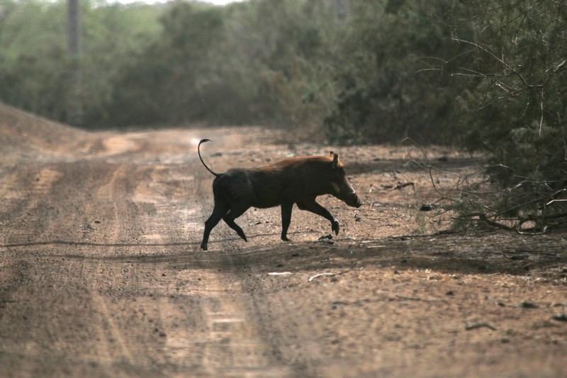 Sénégal