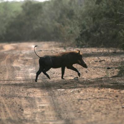 Sénégal