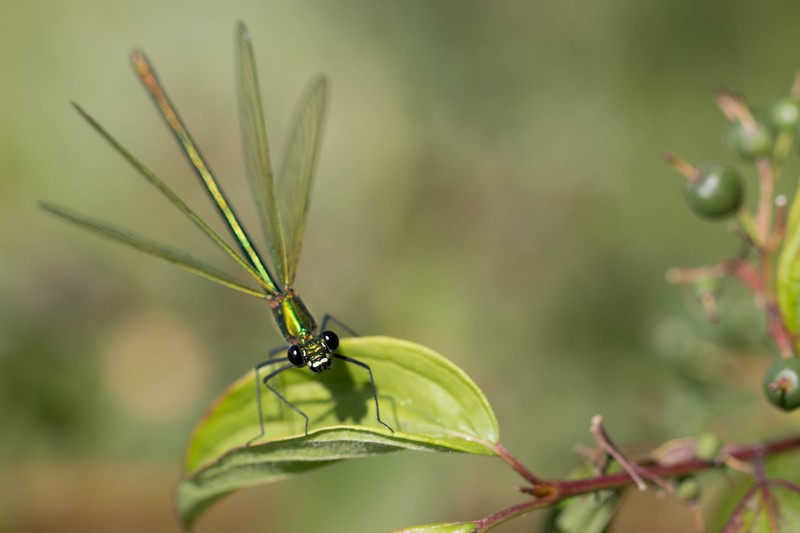 Demoiselle (Zygoptera)