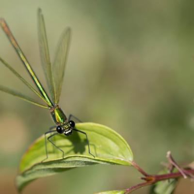 Demoiselle (Zygoptera)