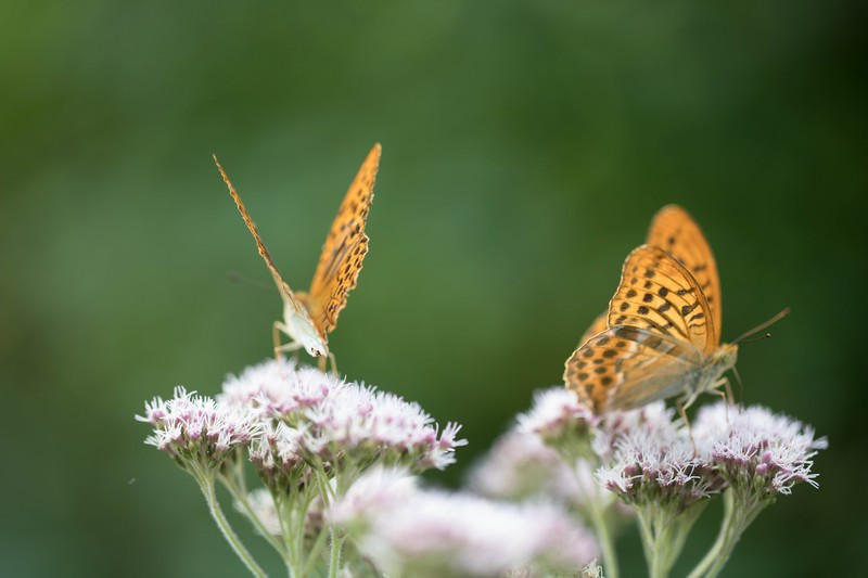 Tabac d'Espagne (Argynnis paphia)