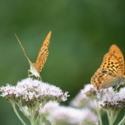 Tabac d'Espagne (Argynnis paphia)