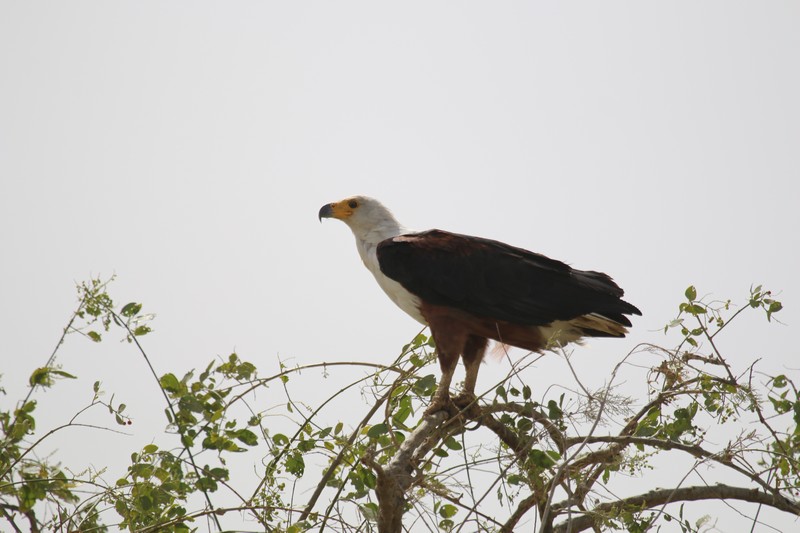  Sénégal