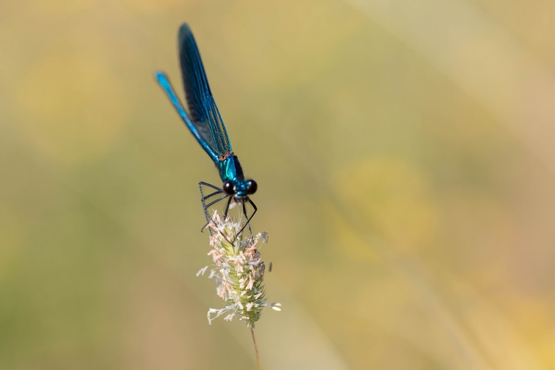 Demoiselle (Zygoptera)