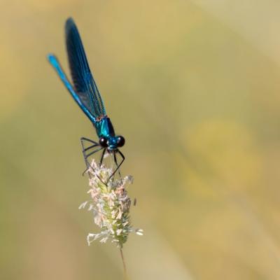 Demoiselle (Zygoptera)