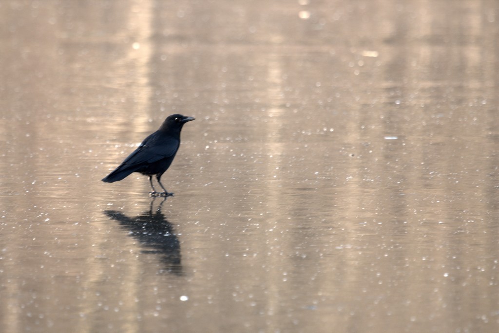  Corneille noire (Corvus corone corone)