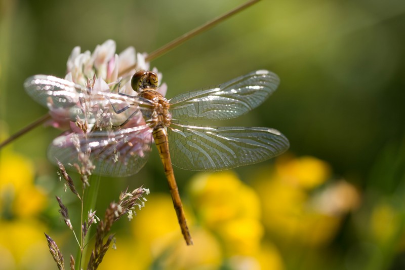 Libellule (Anisoptera)