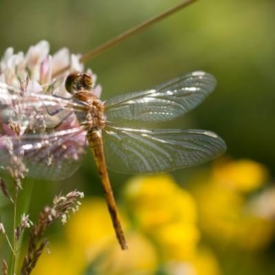 Libellule (Anisoptera)