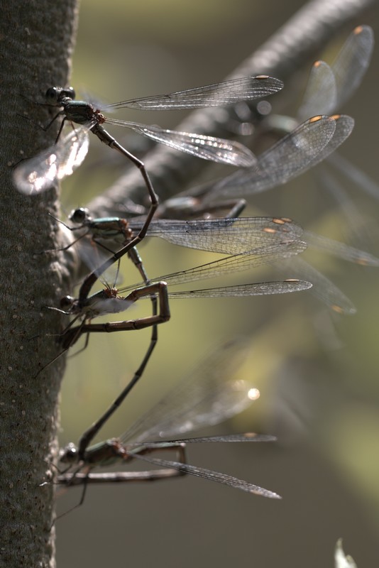 Demoiselle (Zygoptera)