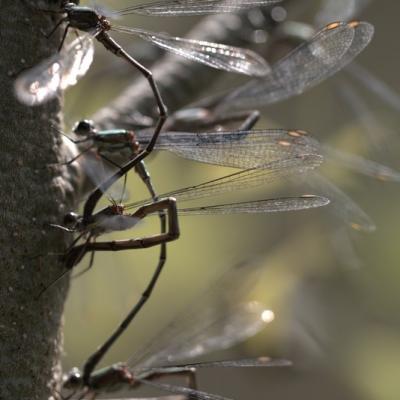 Demoiselle (Zygoptera)