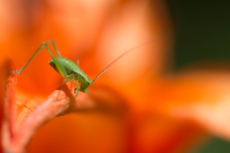 Grande sauterelle verte immature