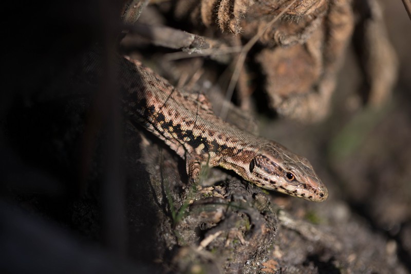 Lézard des murailles