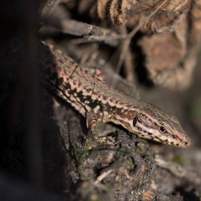 Lézard des murailles