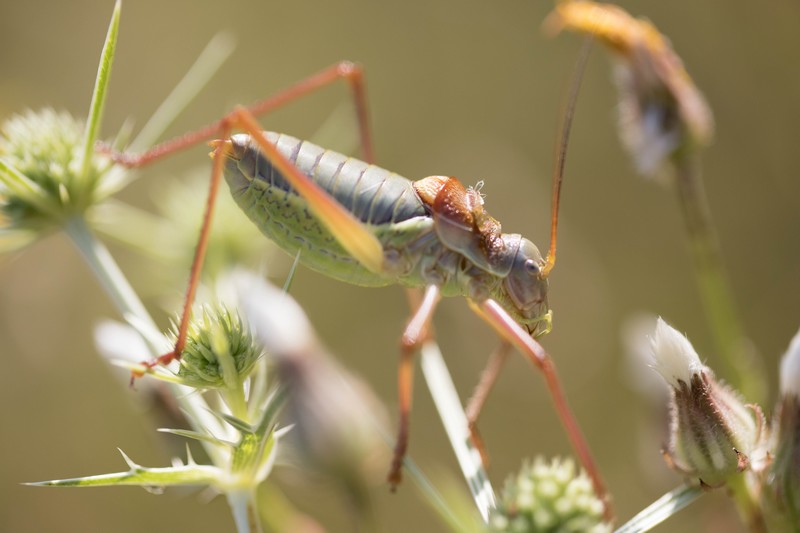 Ephippigère carénée  (Uromenus rugosicollis)